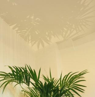 Sonnenlicht fällt durch einen Vorhang auf eine Zimmerpalme
